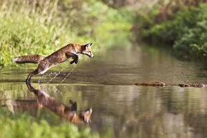 Images Dated 16th October 2011: Red Fox - jumping steppng stones on stream - contrilled conditions - sequence 1 of 4 14677