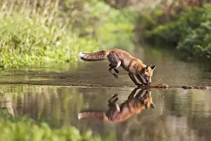 Step Prints: Red Fox - jumping steppng stones on stream - contrilled conditions - sequence 4 of 4 14680