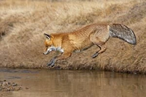 Latest images December 2016 Gallery: Red Fox jumping over a stream