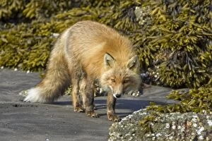 Images Dated 13th June 2007: Red Fox - Katmai National Park - Alaska