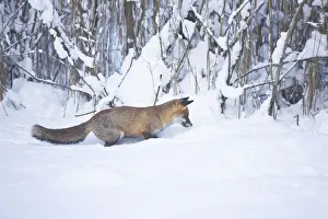 Red Fox listening for movement and ready to pounce on prey in snow during winter in UK
