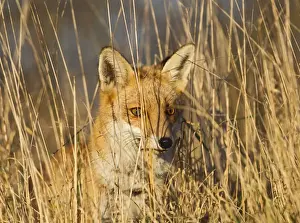 Hide Prints: Red Fox - in long grass - controlled conditions 15048