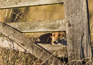 Red Fox - looking through gate - controlled conditions 15094