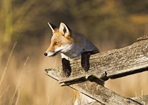 Images Dated 2nd December 2011: Red Fox - looking over gate - controlled conditions 15097