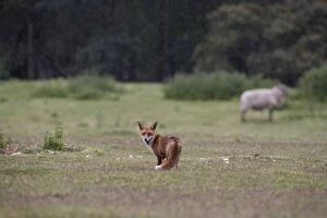 Images Dated 16th May 2005: Red Fox - Looking back in rain, Heathland. Norfolk UK
