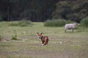 Heaths Prints: Red Fox - Looking back in rain, Heathland. Norfolk UK