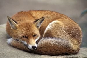 Curled Gallery: Red Fox - lying on rock