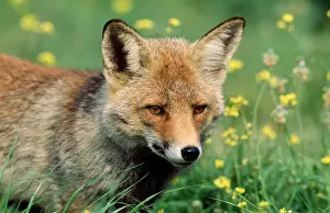 Foxes Prints: Red Fox - male