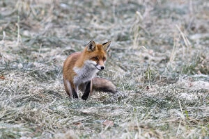 Red Fox - on meadow in winter hunting for mice, North Hessen, Germany Date: 11-Feb-19