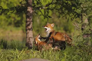 Red Fox - two playing / fighting. Minnesota - USA