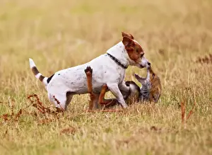 Red Fox - playing with Jack Russell in meadow - controlled conditions 14743