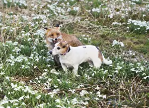 Red Fox - playing with Jack Russell in Snowdrops - controlled conditions 15955