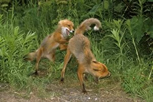 Red Fox - pre-mating fighting