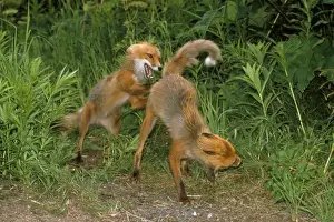 Scenting Prints: Red Fox - pre-mating fighting