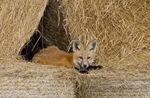 Images Dated 1st July 2010: Red Fox - pup