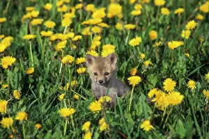Orange Prints: Red Fox - Pup in yellow dandelions, MF561. Game Farm, Montana, USA