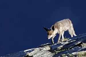 Red Fox. Pyrenees - France / Spain