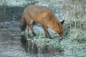Frosted Prints: Red Fox RES 266 On frozen pond Vulpes vulpes © George Reszeter / ardea. com