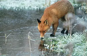 Frosted Prints: Red Fox RES 267 On frozen pond Vulpes vulpes © George Reszeter / ardea. com