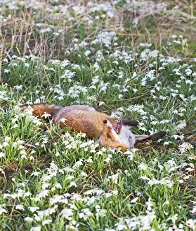 Scent Prints: Red Fox - rolling in Snowdrops - controlled conditions 15951