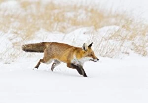 Images Dated 5th February 2012: Red Fox - running in snow