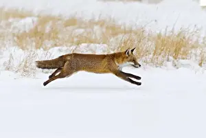 Red Fox - running in snow - controlled conditions 15507