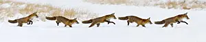 Composite Prints: Red Fox - running in snow - multi image composite - controlled conditions 15506