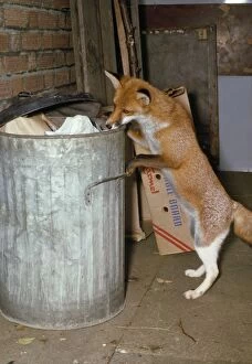 Red FOX SCAVENGING - at dustbin