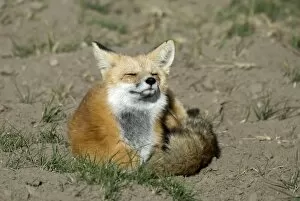 Red Fox - Sitting curled up in sun with eyes closed