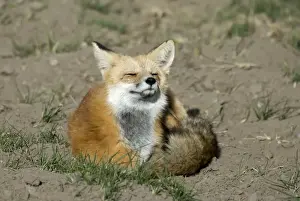 Red Fox Sitting curled up in sun with eyes closed Yellowstone NP. USA