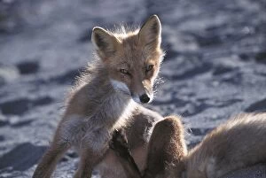 RED FOX - sitting, with hind leg raised scratching