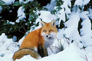 Orange Prints: Red fox - sitting in snow. Winter. Prince Albert National Park, Canada