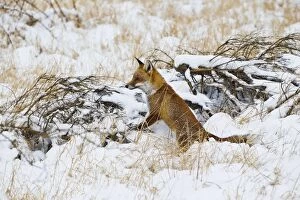 Images Dated 5th February 2012: Red Fox - in snow