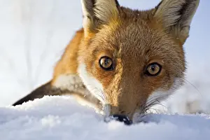 Stare Prints: Red Fox - in snow close up - controlled conditions 15804