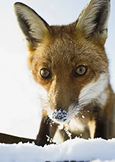 Stare Prints: Red Fox - in snow close up - controlled conditions 15805