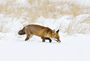 Smell Prints: Red Fox - in snow - controlled conditions 15492