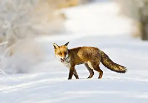 Foxes Prints: Red Fox - on snow covered woodland path - controlled conditions 15810