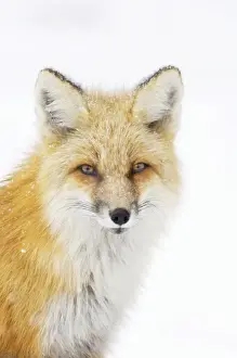 Stock Prints: Red Fox - in snow - late winter - Shoshone National Forest - Rocky Mountains - Yellowstone National Park - Wyoming