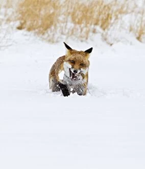 Images Dated 5th February 2012: Red Fox - in snow with mouse