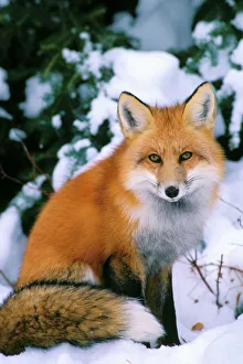 Sheltering Collection: Red Fox in snow Prince Albert National Park, Canada Mf87