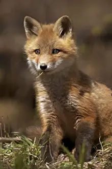 Red Fox - same species as European red fox - some say was originally introduced from Europe to North America - widespread in North America - omnivore - New York - USA