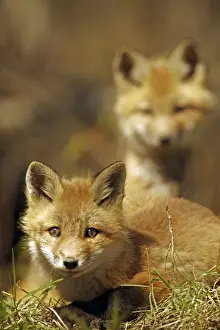 Red Fox - same species as European red fox - some say was originally introduced from Europe to North America - widespread in North America - omnivore - New York - USA