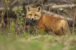 True Fox Prints: Red Fox - same species as European red fox - some say was originally introduced from Europe to North America