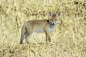 Images Dated 17th May 2009: Red Fox - standing on straw bales cub in open barn