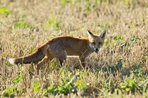 Red Fox - in stubble field - controlled conditions 14815