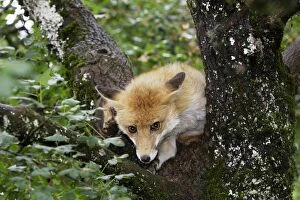 Images Dated 7th July 2006: Red Fox in a tree