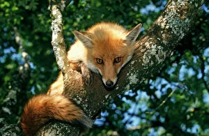 RED FOX - in tree, facing and showing tail