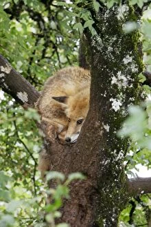 Images Dated 7th July 2006: Red Fox in a tree. France