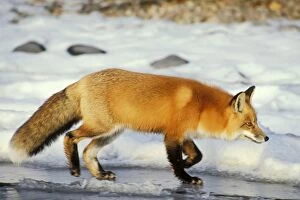 Red fox - trots along edge of frozen lake. Winter