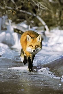 Red fox - trotting along edge of frozen lake, November